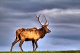 Bull Elk, Benezette PA