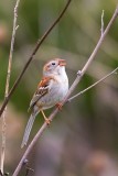 Field Sparrow