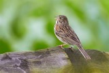 Vesper Sparrow