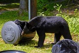 Raiding the Garbage