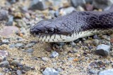 Black Rat Snake