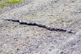 Black Rat Snake