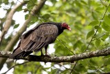 Turkey Vulture