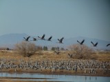 Sandhill Cranes