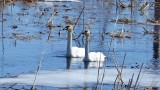 2014: Trumpeter Swans return - 5 cygnets hatched, photo of the last cygnet July 4, 2014.