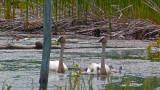 A Pair of Trumpeter Swans and their 5 cygnets