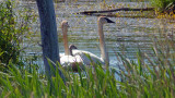 One cygnet remaining July 4, 2014 *last photo