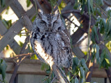 Screech Owls in our back yard