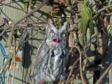 Screech Owl not happy to be woken up by the Blue Jays.