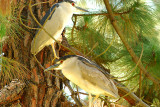 Black Crowned Night Herons.jpg