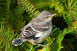 baby mockingbird.jpg