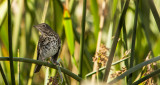 Swainsons Thrush.jpg