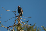 California Condor.jpg