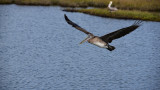 female brown pelican.jpg