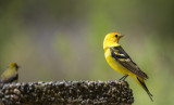 western tanager2.jpg