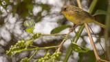 Juvenile Common Yellowthroat.jpg