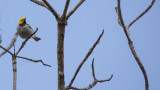 hermit warbler.jpg