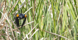 red wing blackbird.jpg