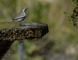 black throated gray warbler.jpg