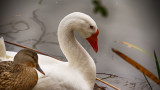 chinese goose.jpg