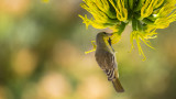 Female hooded oriole.jpg