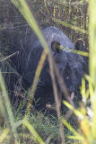 Indian rhinoceros (Rhinoceros unicornis)