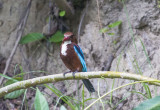 White-throated kingfisher (Halcyon smyrnensis)