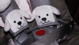 My puppies