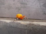 Marbled Orb Weaver.jpg