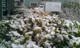 Snow Garden.jpg