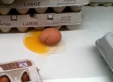 Egg at Large