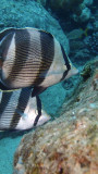 Banded Butterflyfish