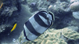 Banded Butterflyfish