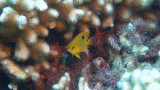 Threespot Damselfish - Juvenile