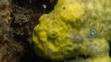 Longlure Frogfish