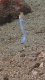 Yellowhead Jawfish