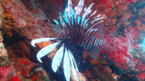 Red Lionfish