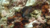 Sharpnose Puffer