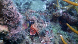 Spotted Scorpionfish