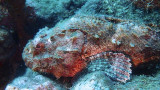 Spotted Scorpionfish