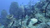 Sponges & Corals