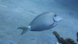 Ocean Surgeonfish