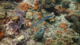 Trumpetfish