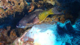 Creole Wrasse