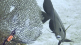 Grey Angelfish