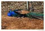 Peacock.9024.jpg