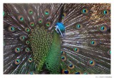Peacock.9045.jpg