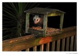Opossum.9183.jpg