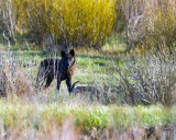 Lamar Canyon Pack Wolf on a Bison Carcass.jpg