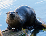 Otter on a Log.jpg